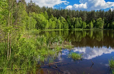 Волжско-Камский заповедник - Красная книга России.