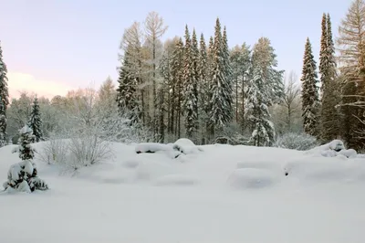 Волжско-Камский заповедник - Красная книга России.