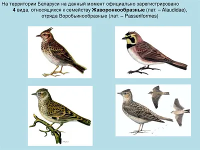 Воробьинообразные птицы коричневого цвета миграции птиц крапивниковые  красивые насекомоядные садятся на насест одичалый берег рек Стоковое Фото -  изображение насчитывающей певчих, красивейшее: 117714794