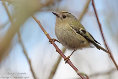 Природа, животные, птицы, фауна, синица, большая синица, больша́к, Parus  major, синицевые, воробьинообразные Stock Photo | Adobe Stock