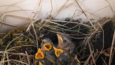 Как отметить Международный день птиц: чек-лист от Ecowiki.ru - Агентство  социальной информации