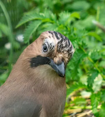 Обыкновенный ворон Класс: Птицы (Aves); Отряд: Воробьинообразные  (Passeriformes