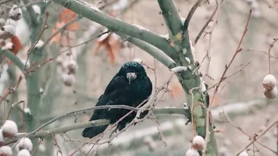 Не волшебство, просто не могут улететь\": как снегирей калечат ради денег -  27.02.2021, Sputnik Абхазия