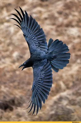 Ворон (Corvus corax). Фотограф Сергей Рыжков