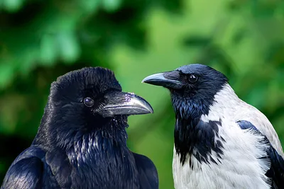 Ворон обыкновенный (Corvus corax) — Зоопарк «Лимпопо» г. Нижний Новгород –  Нижегородский зоопарк