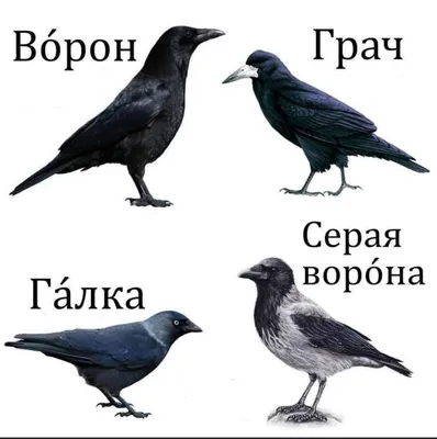 Серая ворона (Corvus cornix)