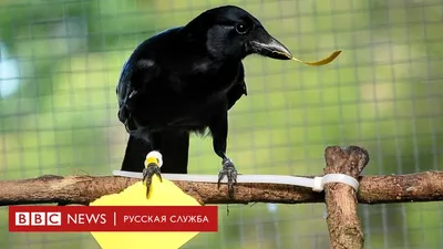 У ворон впервые обнаружили способность переживать субъективный опыт