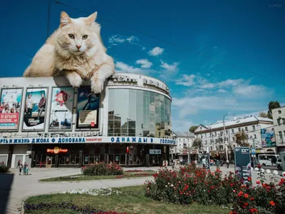 Гигантскими котиками украсили достопримечательности Воронежа