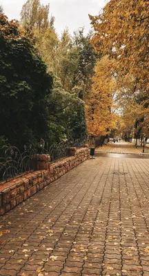 Осенний Воронеж: топ-9 самых красивых фотографии из соцсетей - KP.RU