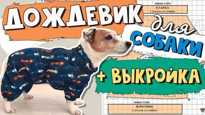 Как подобрать защитный воротник для собаки?! - YouTube