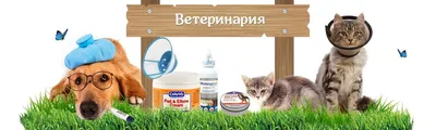 Как подготовить собаку к операции? Что купить, узнать, как подготовить дом?  | 8 лап 4 уха | блог собачника | Дзен