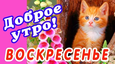 🎺 УРА ВОСКРЕСЕНЬЕ! 🎺 ДОБРОГО УТРА / ДОБРОЕ УТРО / С ДОБРЫМ УТРОМ /  ДОБРОГО УТРА ЛЮБИМОЙ / КАРТИНКИ - YouTube