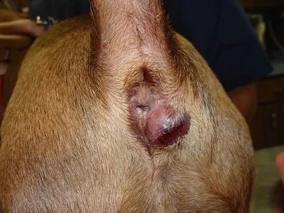 Воспаление параанальных желез у собаки фото фото