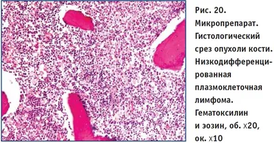 Почему собака трясет головой и чешет ухо? Признаки отита у собаки