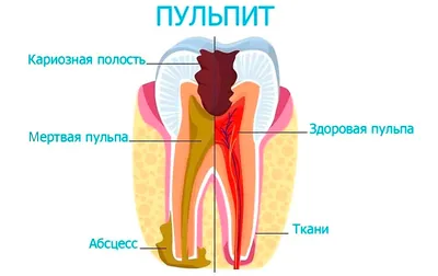 Для чего нужны прививки собакам и от каких болезней защищают | New Elements  | Дзен