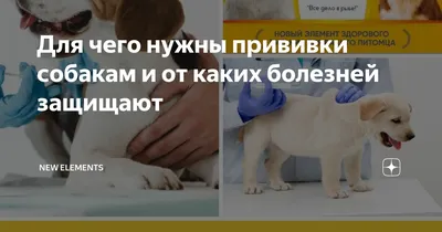 Почему собака трясет головой и чешет ухо? Признаки отита у собаки