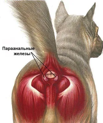 Заболевания глаз у собак и кошек Мир хвостатых - журнал о домашних питомцах.