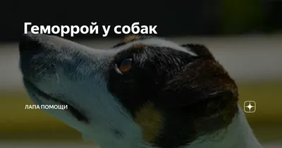 Собака чешется — что делать при сильном зуде у собаки — ProPlan.ru