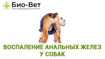 Шампунь для собак и кошек универсальный с Д-ПАНТЕНОЛОМ, для ежедневного  использования, 1000 мл - купить с доставкой по выгодным ценам в  интернет-магазине OZON (521798486)