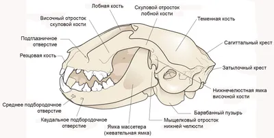 Шишка на подбородке у собаки (60 фото) - картинки sobakovod.club