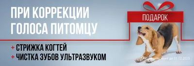 Озабоченность смертями и грустнота происходящего в приюте | Тарасик и  Команда - волонтерское движение | Дзен