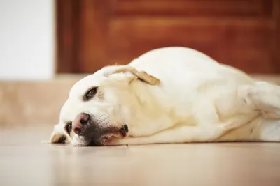 Беременность у собак 🐶: сколько ходит беременная собака, признаки, уход