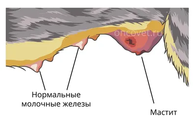 Воспаление желез у собаки: симптомы и рекомендации