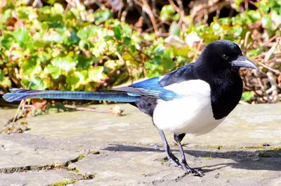 Врановые (Corvidae) - Воробьеобразные Passeriformes - Классификатор птиц  Таганрога и Неклиновского района - Птицы Ростовской обл.В основе-Птицы  Таганрога/Некл.р-на