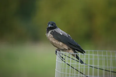 Средние индийское общее семьи врановые птицы вороны Corvus дома, также  известный как вороны, вороны грачата или Jackdawss заметил Стоковое Фото -  изображение насчитывающей край, организм: 169150834