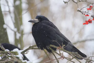 Большеклювая ворона (Corvus macrorhynchos). Фотогалерея птиц. Фотографии  птиц России, Беларуси, Украины, Казахстана, Таджикистана, Азербайджана.