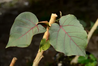 Вредители комнатных растений и меры борьбы с ними | Raritet-plants