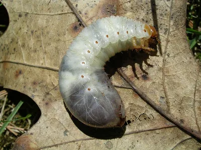 Фотографии к статье: Вредители комнатных растений и борьба с ними (Vermin,  pests)