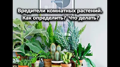 10 самых распространенных вредителей комнатных растений. Описание, методы  борьбы. Фото — Ботаничка