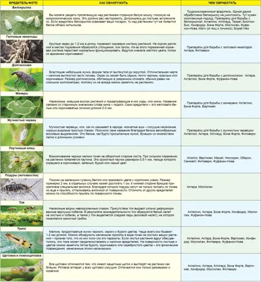 Инсектициды для комнатных растений. Выбираем безопасные препараты для  использования в домашних условиях - Dnepr.com - Головний портал новин Дніпра
