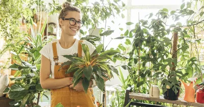 7 полезных комнатных растений: какие цветы сделают дом чище, а вас –  здоровее