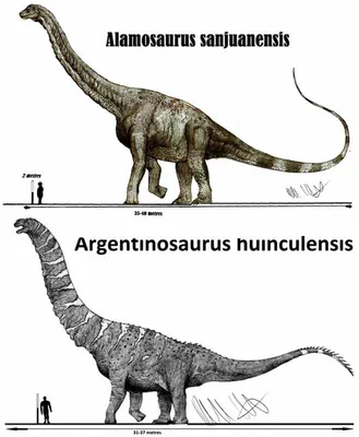 Мифы и заблуждения о динозаврах. Часть 1 | Dinoera.com - Энциклопедия  Древней Жизни