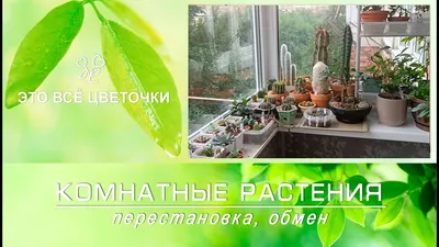 Самые полезные комнатные растения | GreenMarket