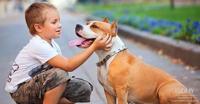 Бультерьер (Bull terrier) - это смелая, мощная и очень выносливая порода  собак. Описание, фото, отзывы о породе.