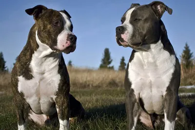 Бультерьер (Bull terrier) - это смелая, мощная и очень выносливая порода  собак. Описание, фото, отзывы о породе.