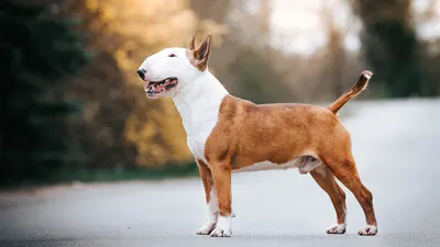 Стаффордширский терьер: все о породе 🐕, размер, окрас, щенки, фото