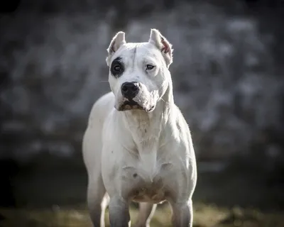 ТОП-10 самыз бойцовских пород собак с фото и видео | Pet7