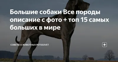 Красивые породы собак: топ-10 самых привлекательных и милых псов