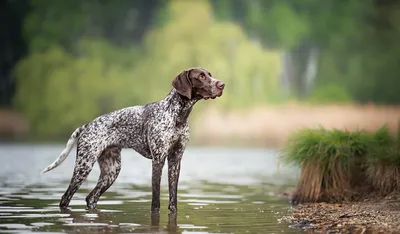 Топ-15 самых больших собак с фото и описанием – ProPlan.ru