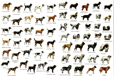 Все породы собак с фото фото