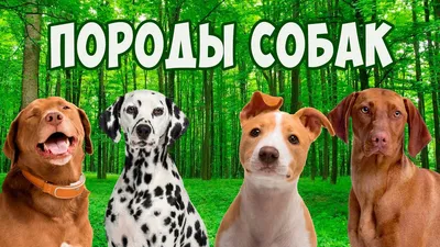 12 самых популярных белых пород собак, о которых вы должны все знать | Dog  Breeds | Дзен