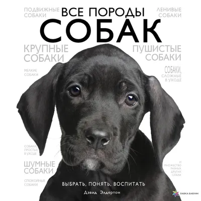 Хочу собаку! | Пикабу