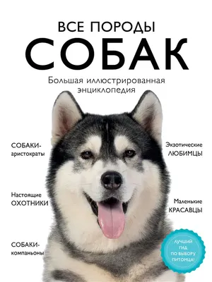 Какие породы собак могут заводить аллергики - Российская газета