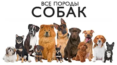 Породы собак — bko.by — сайт о собаках и для собак