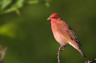 Птицы 2021 · iNaturalist Ecuador