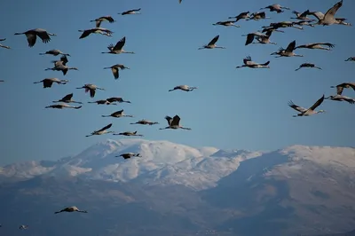 Дрозд Науманна (Turdus naumanni). Фотогалерея птиц. Фотографии птиц России,  Беларуси, Украины, Казахстана, Таджикистана, Азербайджана.